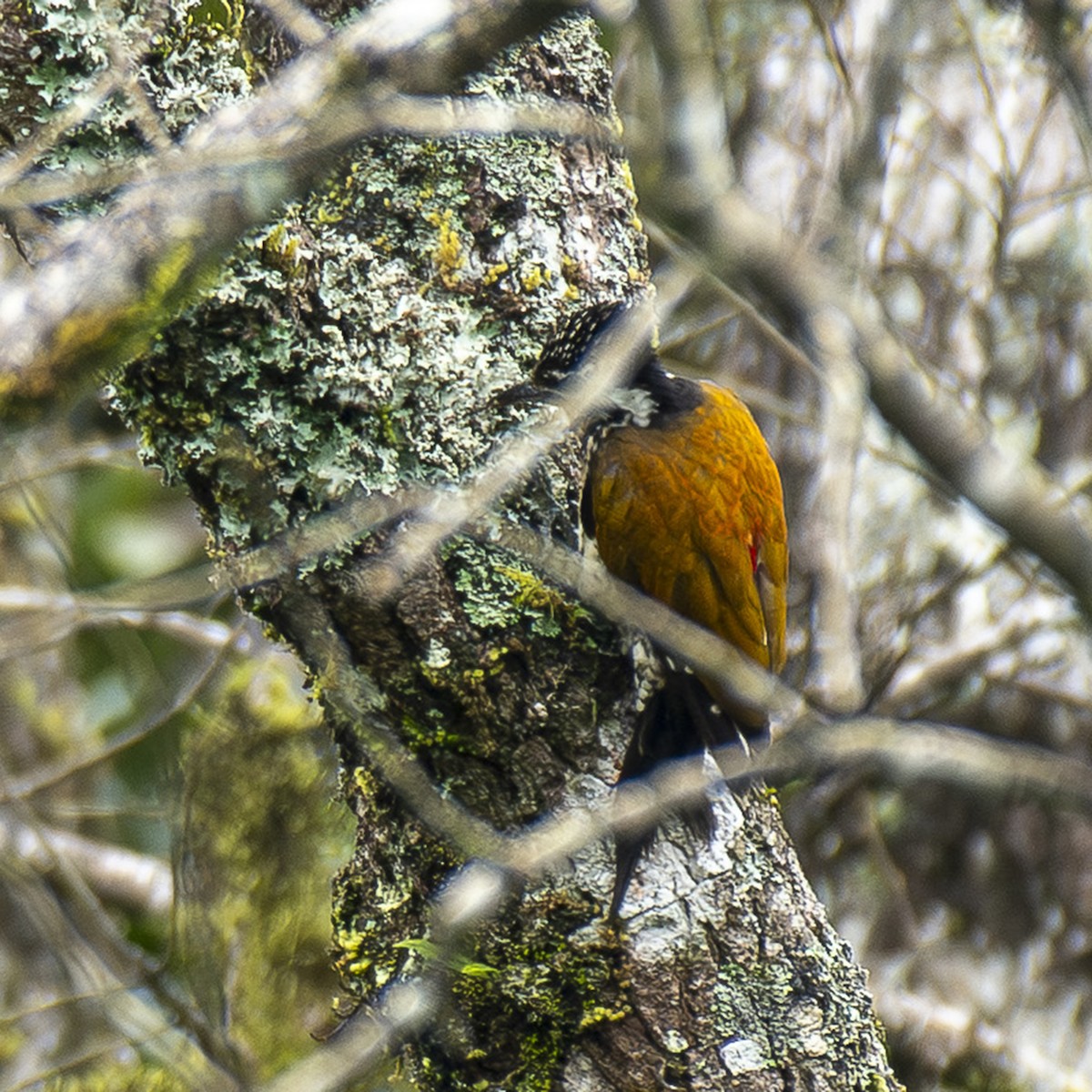 Common Flameback - ML642764254
