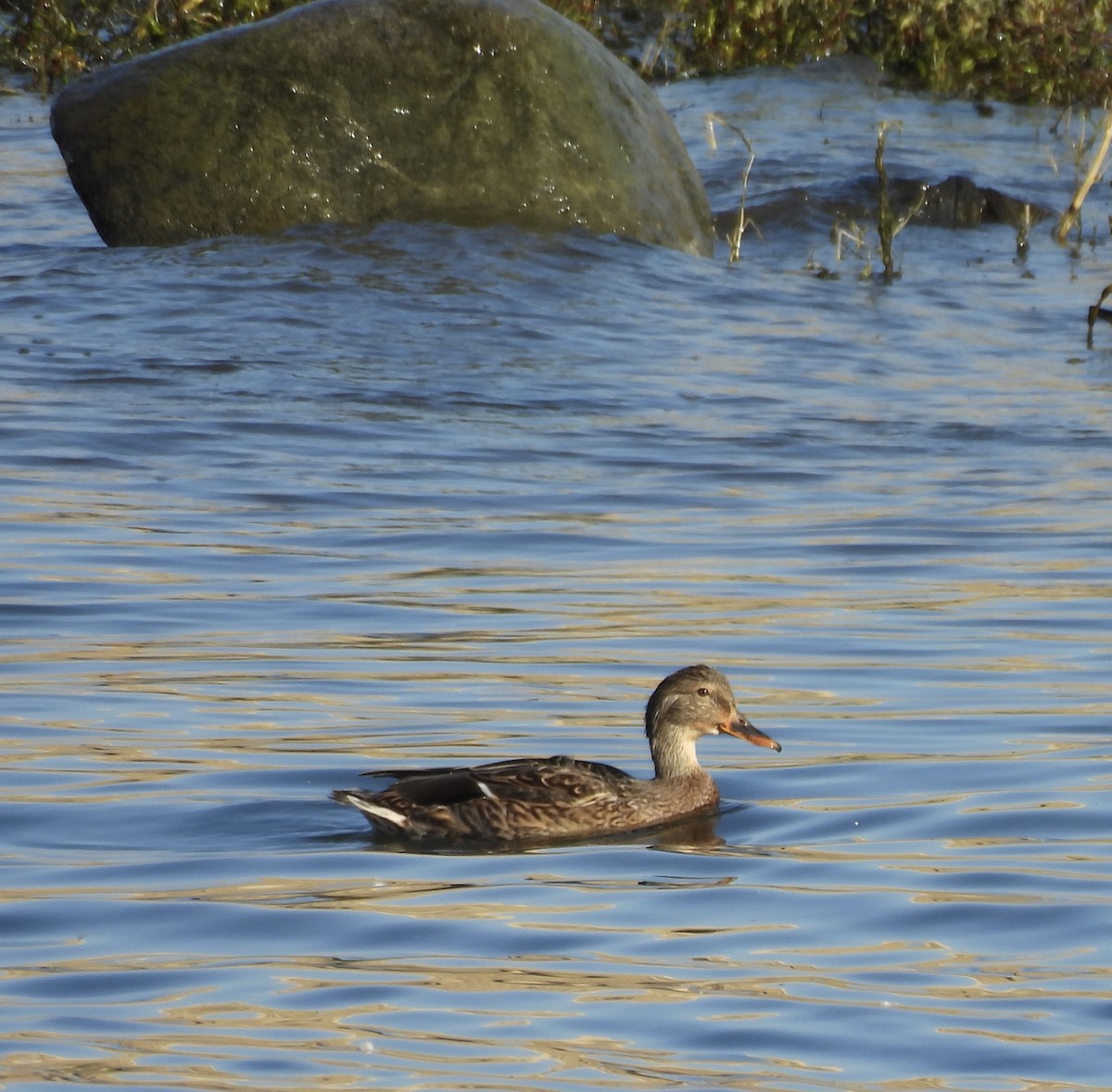 Mallard - ML642764260