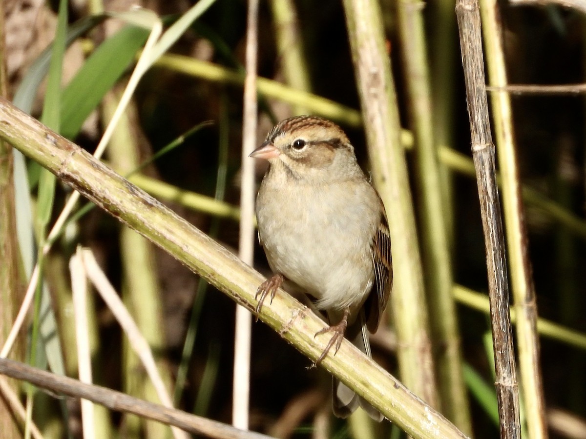 Chipping Sparrow - ML642764263