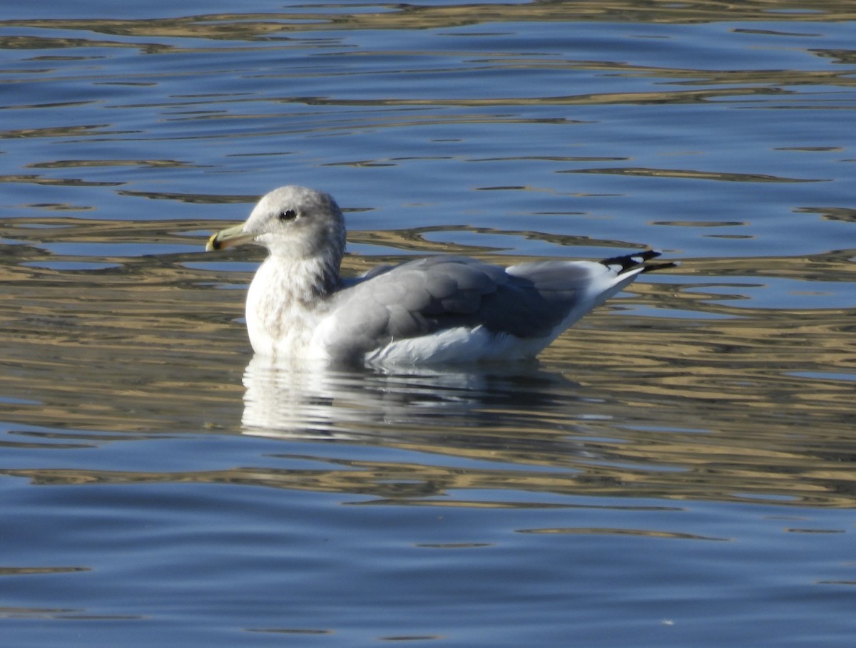 California Gull - ML642764276
