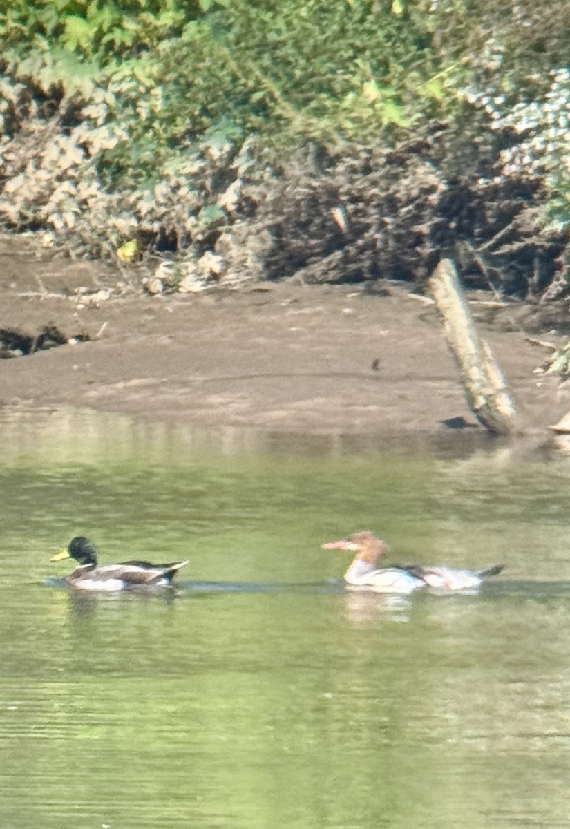 Common Merganser - ML642764278