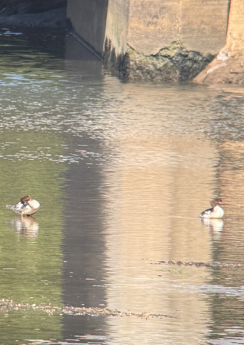 Common Merganser - ML642764280