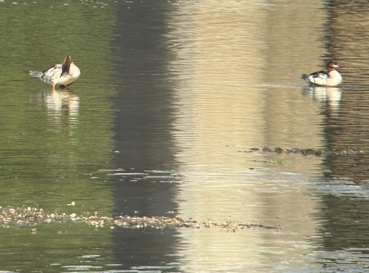 Common Merganser - ML642764281