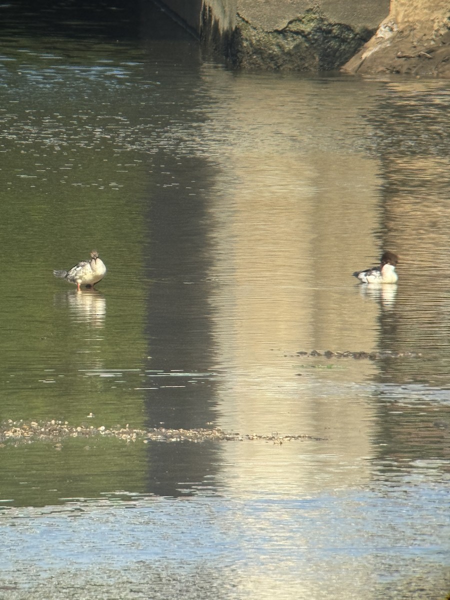Common Merganser - ML642764282