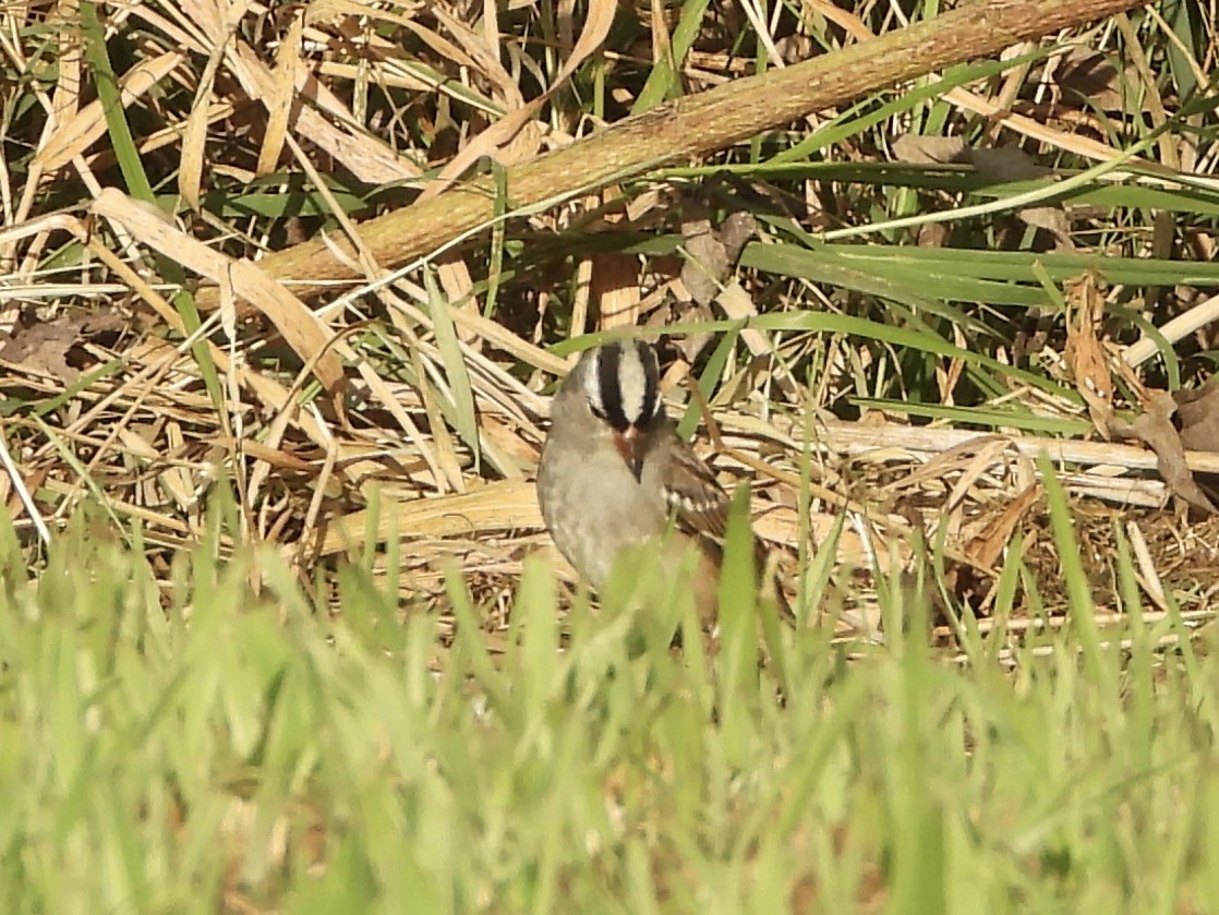 White-crowned Sparrow - ML642764287