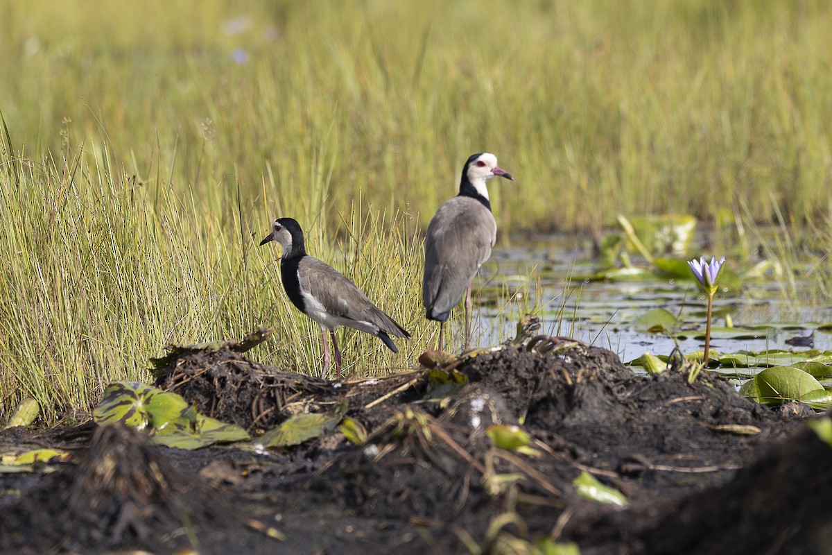 Long-toed Lapwing - ML642764315