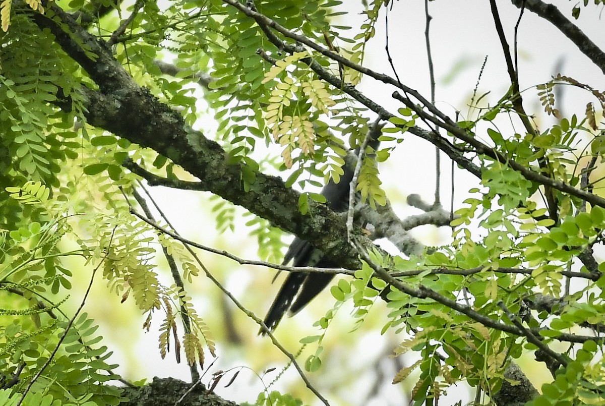 Indian Cuckoo - ML642764348