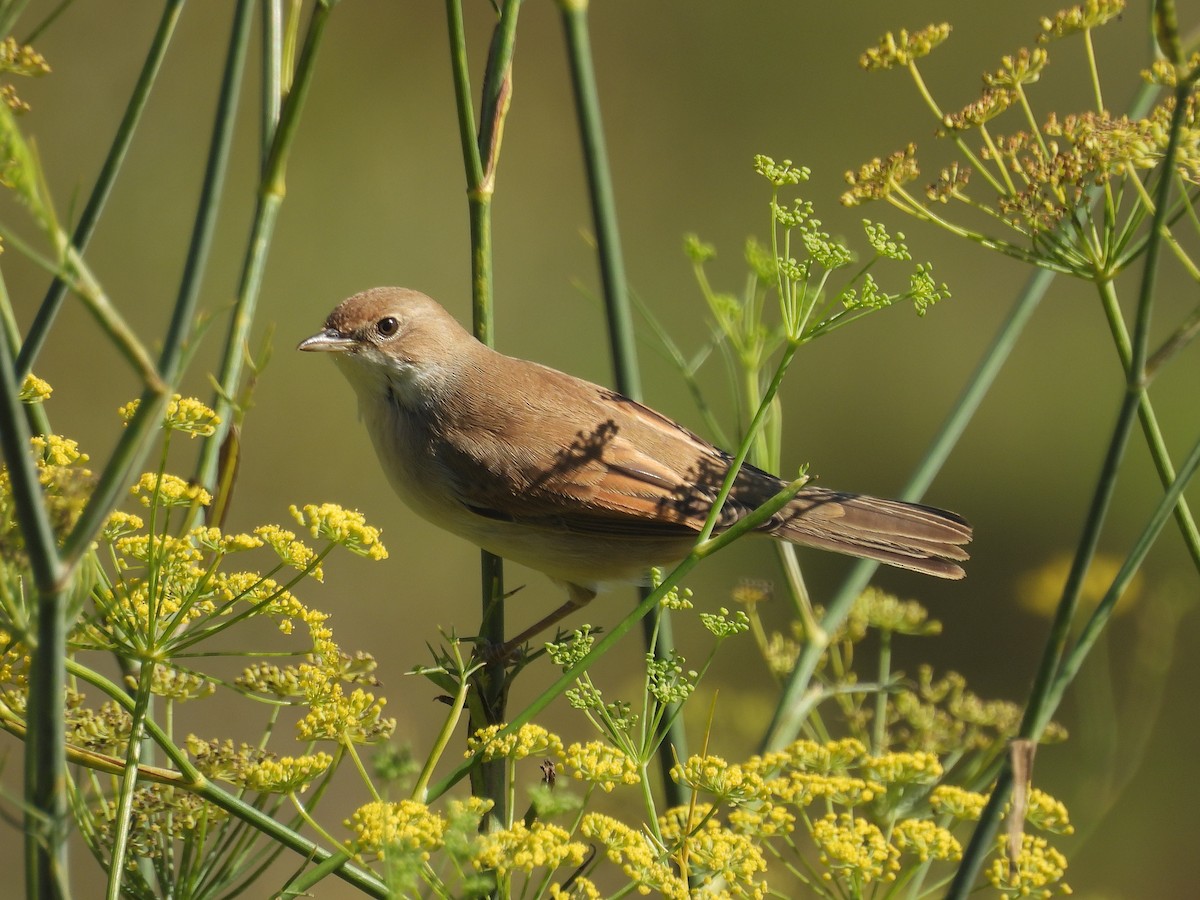 Greater Whitethroat - ML642764384