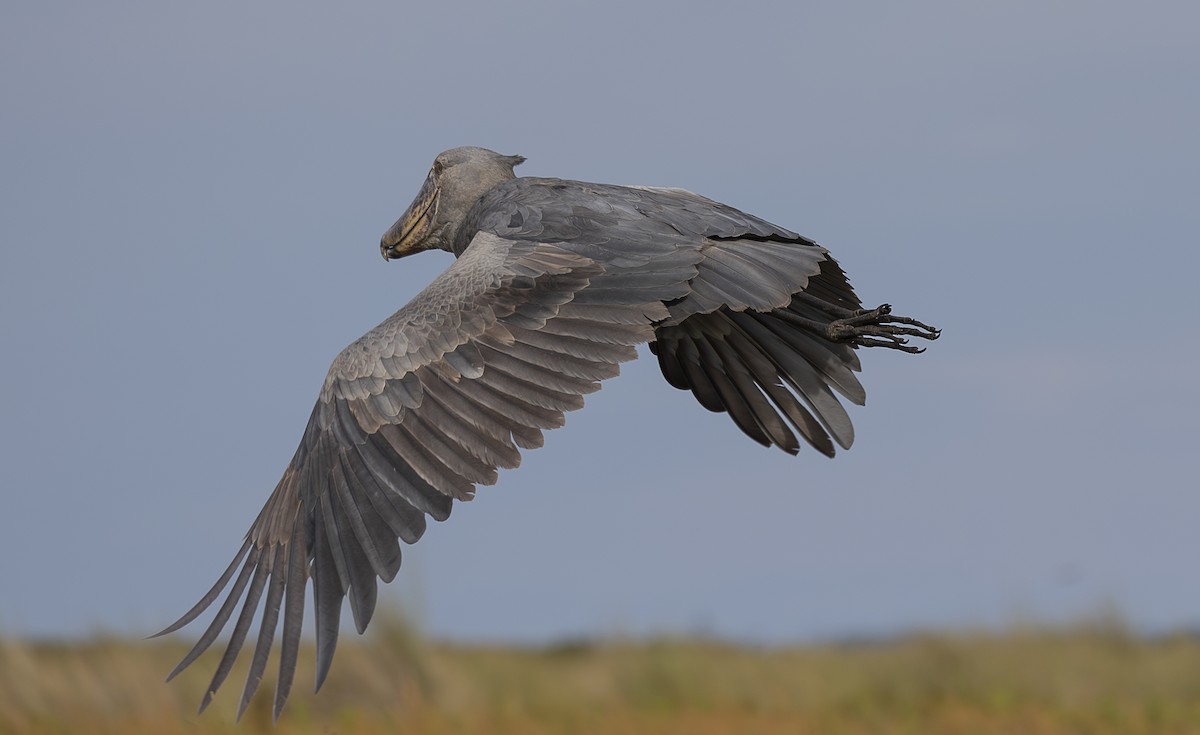 Shoebill - ML642764394