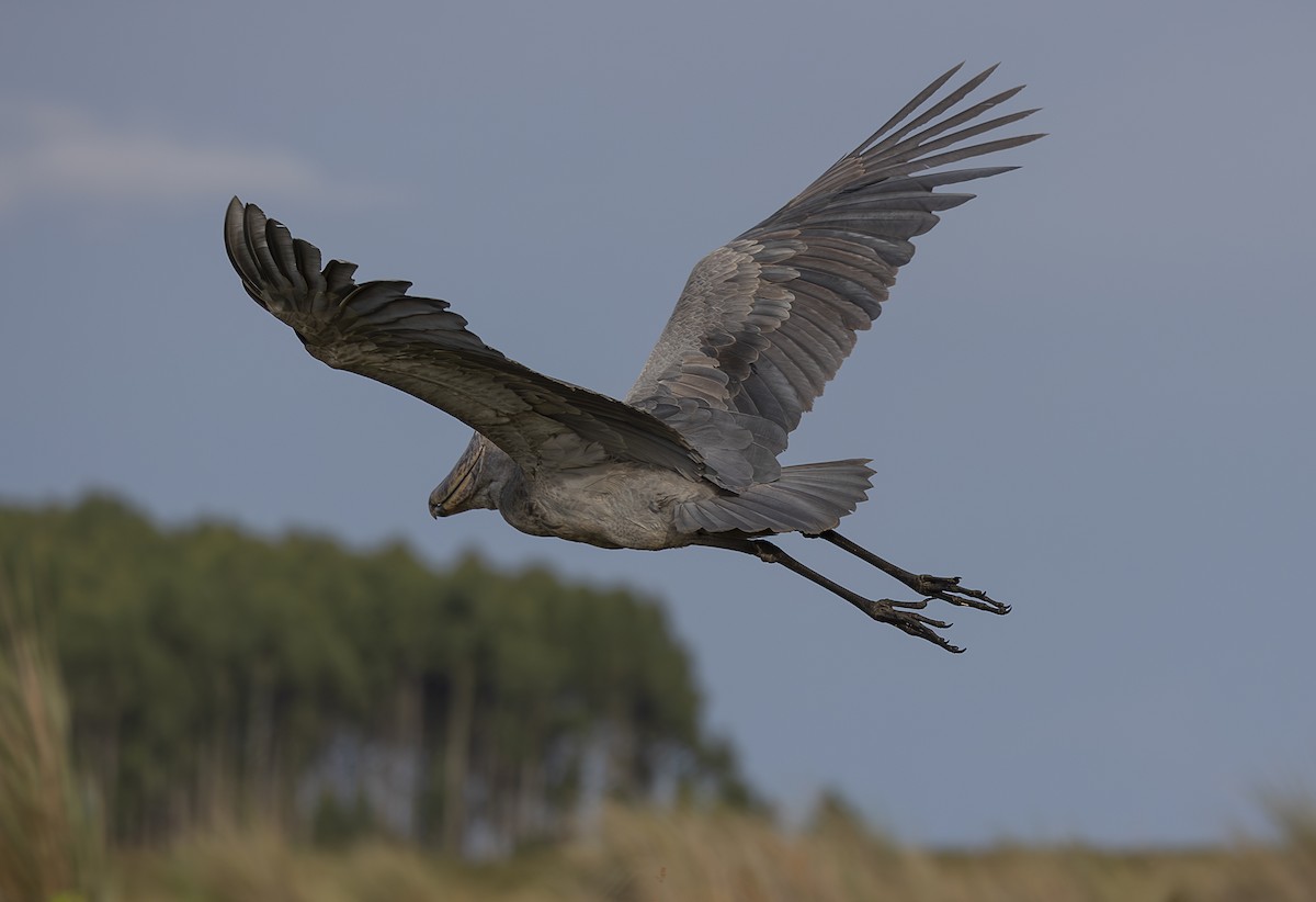 Shoebill - ML642764395