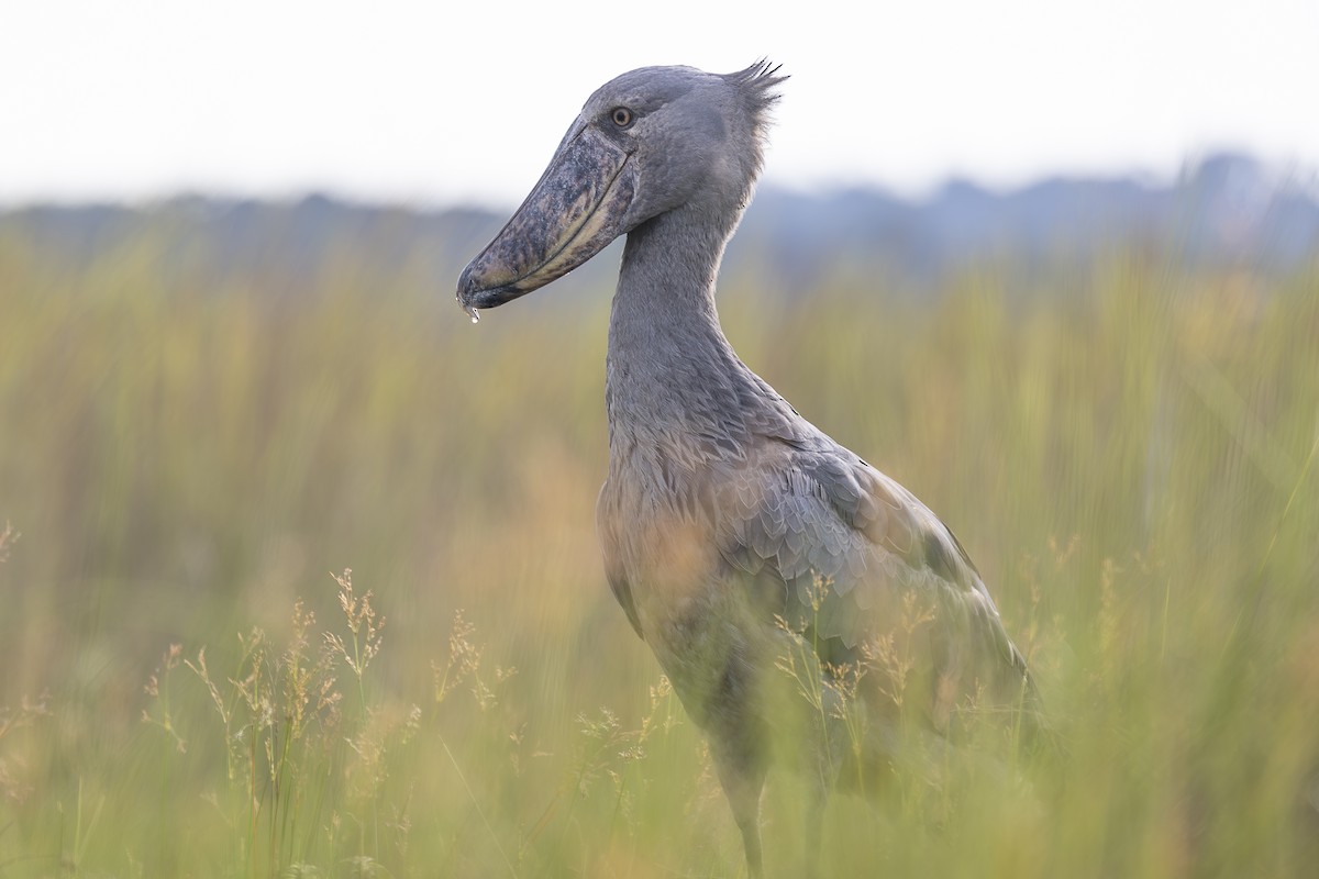 Shoebill - ML642764397