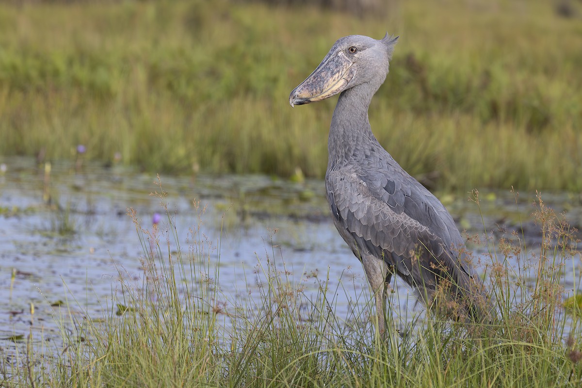 Shoebill - ML642764398