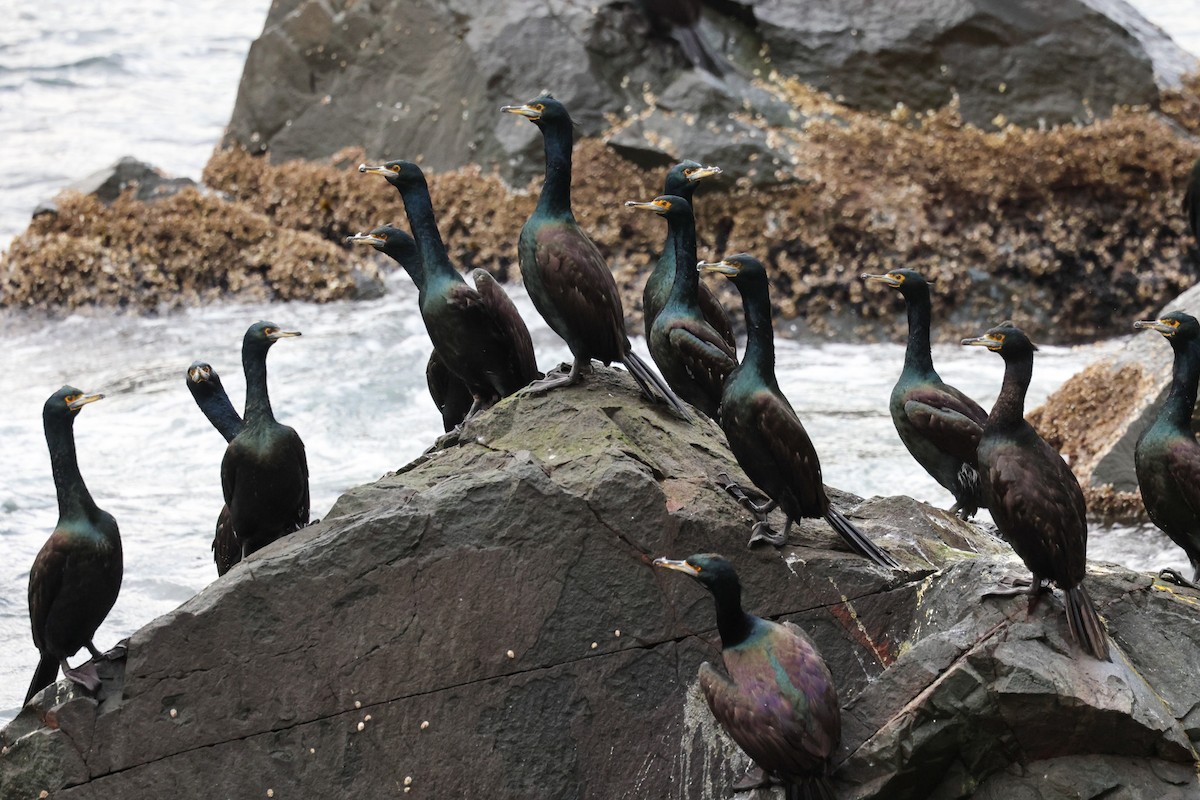 Red-faced Cormorant - ML642764464
