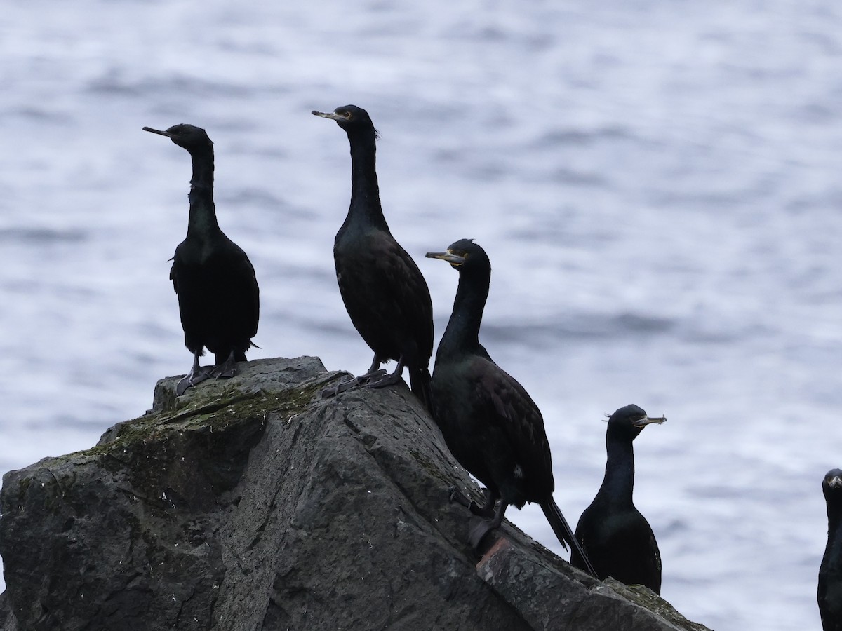 Red-faced Cormorant - ML642764465