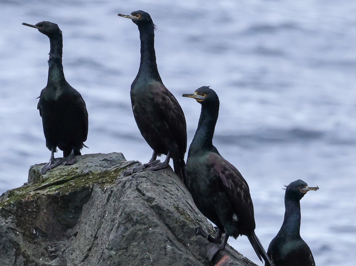 Red-faced Cormorant - ML642764466