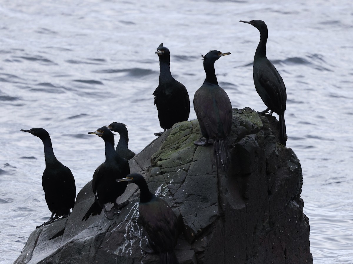 Red-faced Cormorant - ML642764467