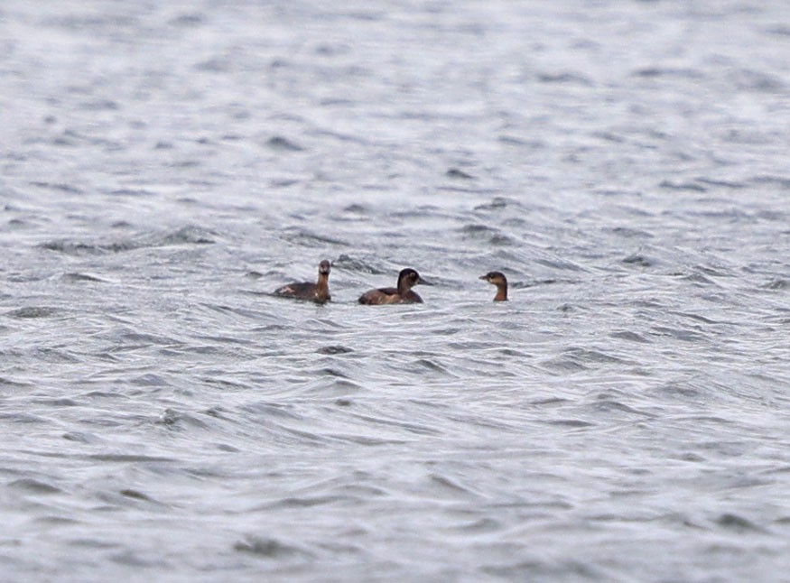 Ring-necked Duck - ML642764469