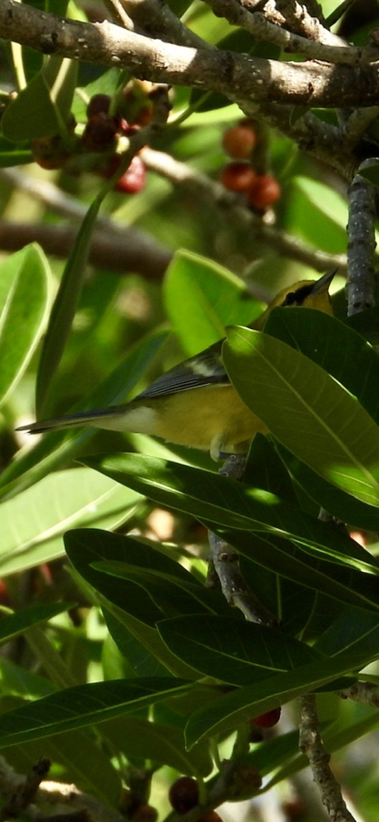 Blue-winged Warbler - ML642764470