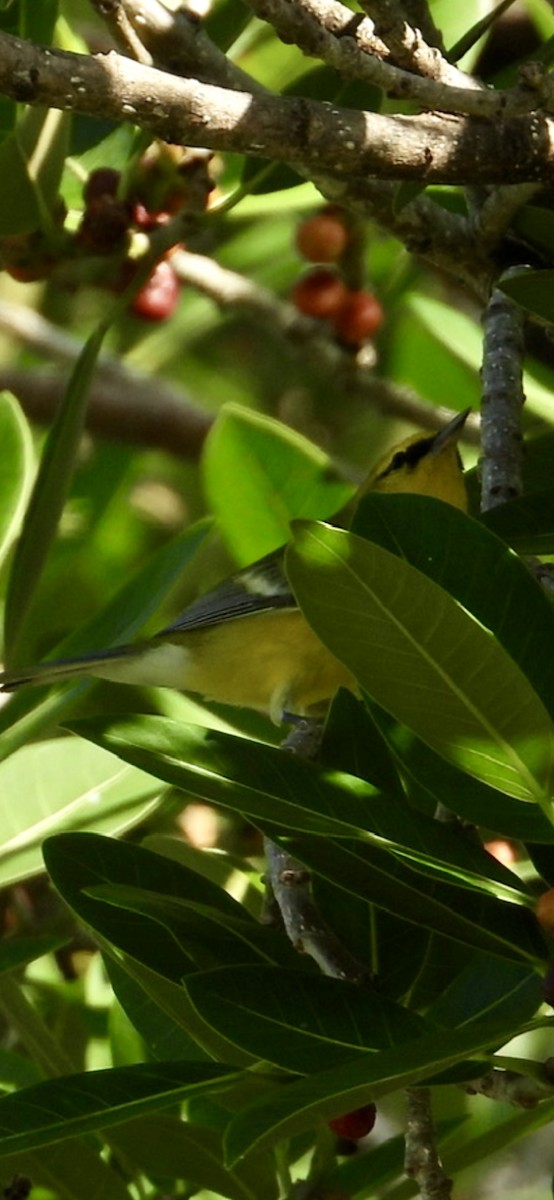 Blue-winged Warbler - ML642764471