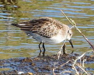 Semipalmated Sandpiper - ML642764500