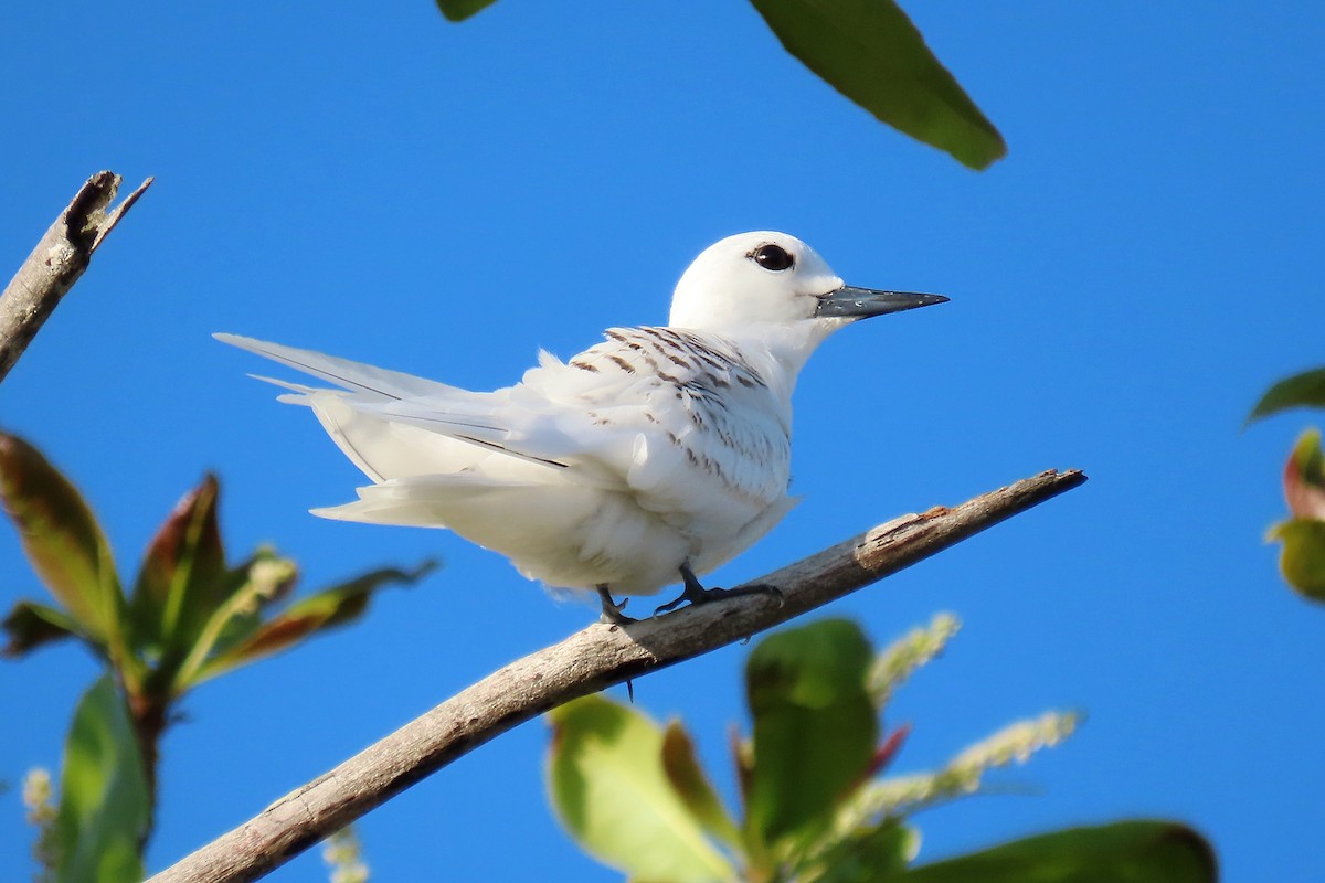 White Tern - ML642764505
