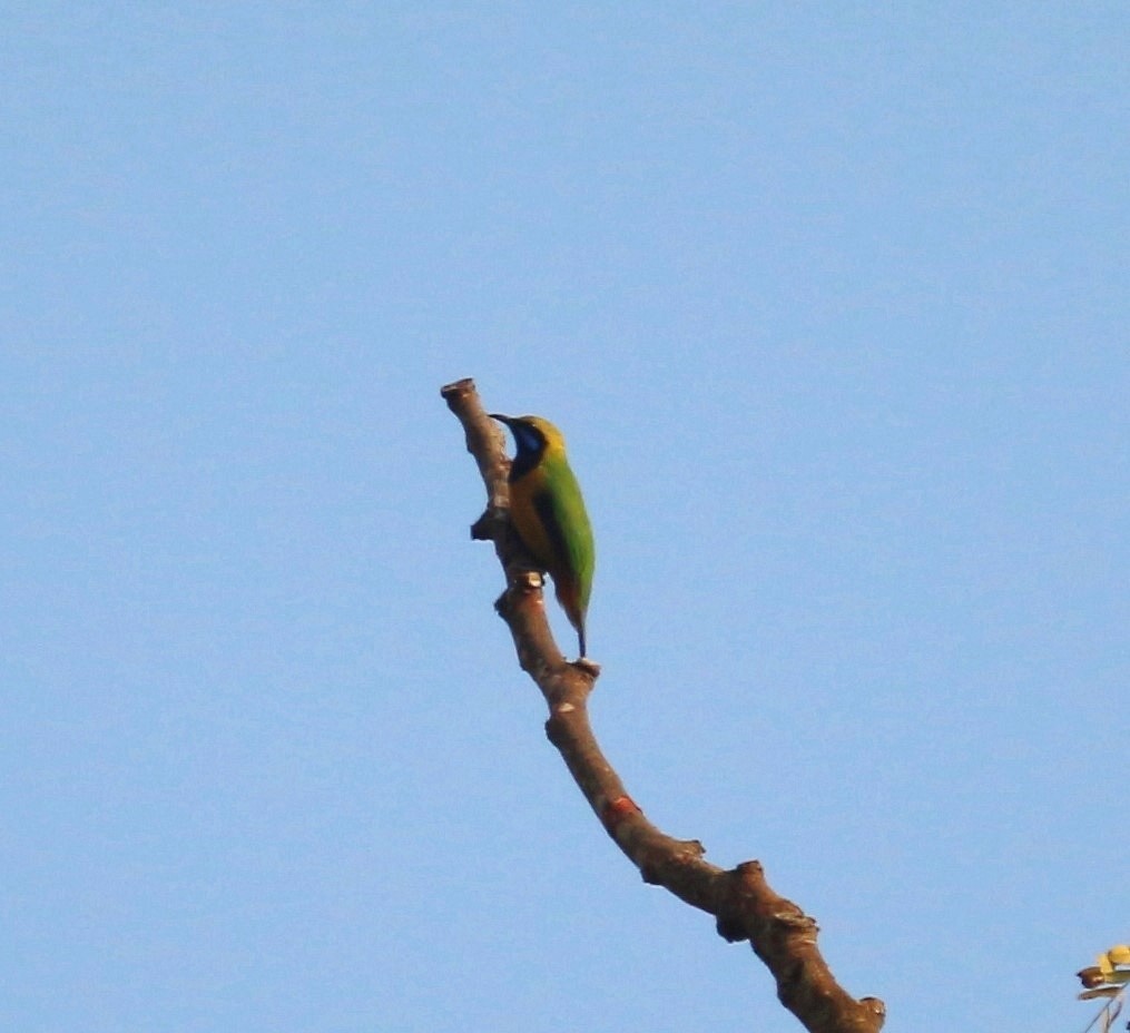 Orange-bellied Leafbird - ML642764518