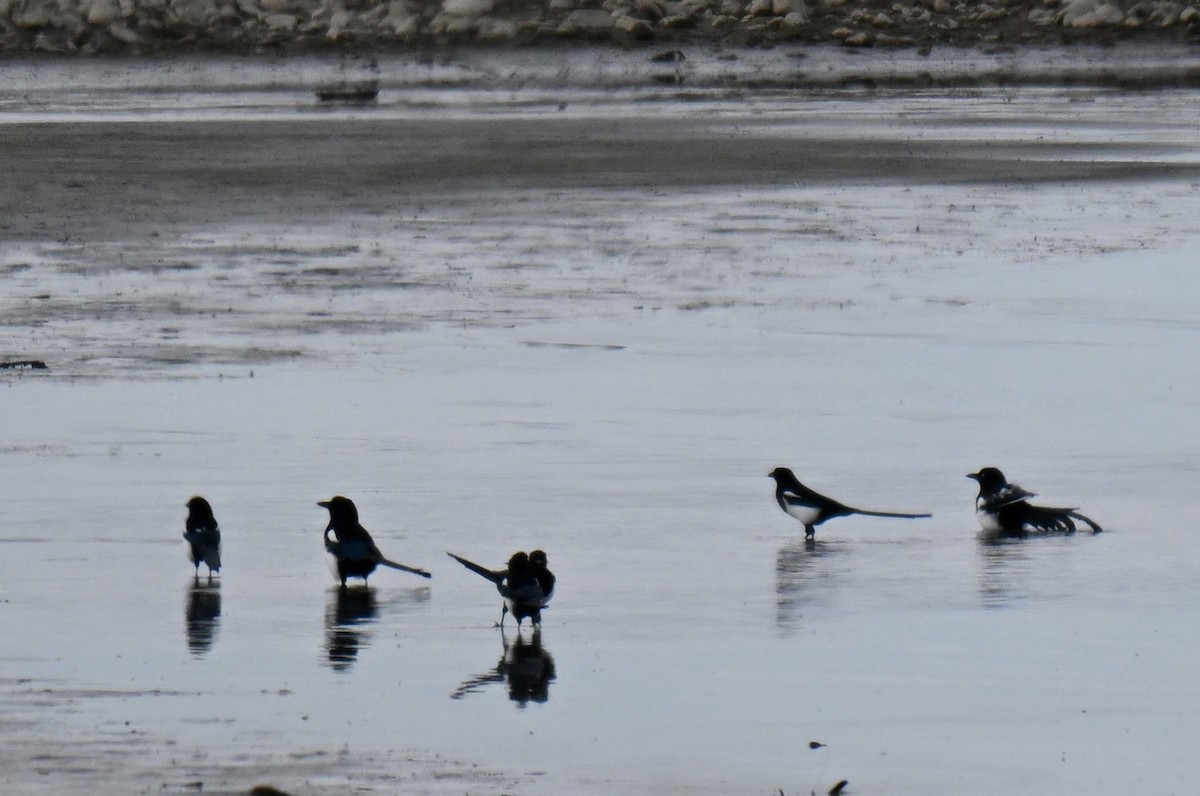 Black-billed Magpie - ML642764519