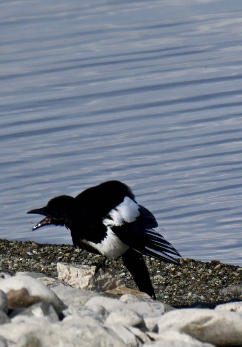 Black-billed Magpie - ML642764521