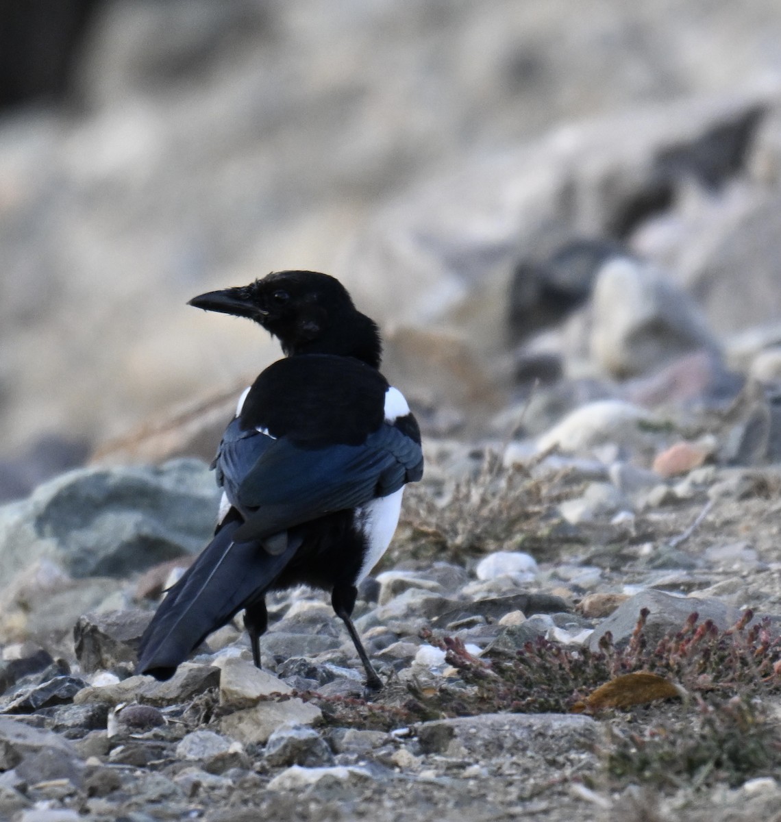 Black-billed Magpie - ML642764522