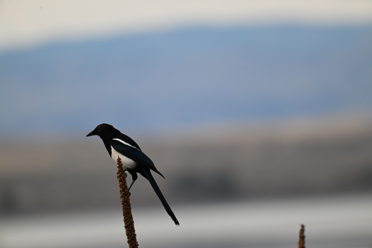 Black-billed Magpie - ML642764523