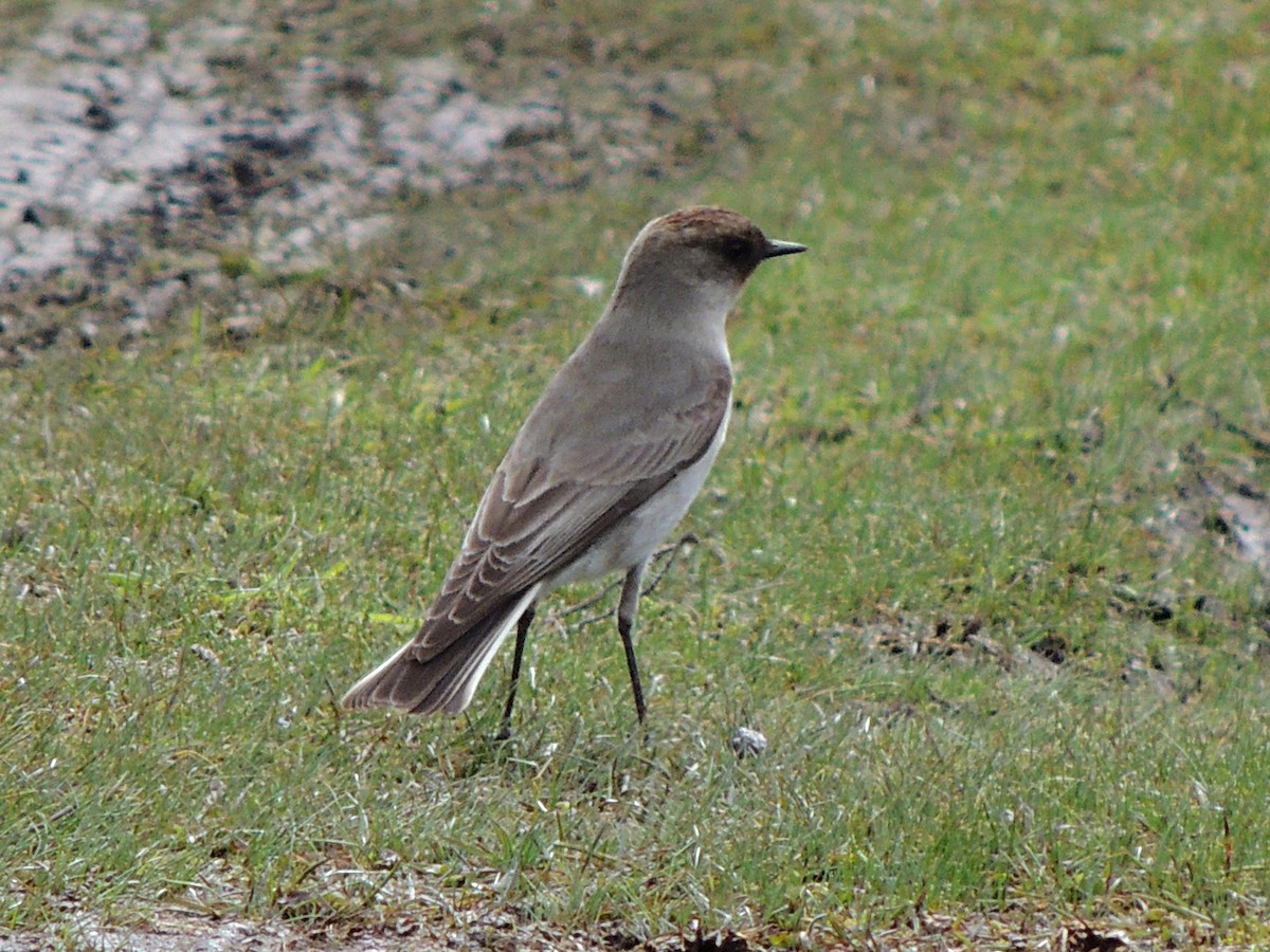 Dormilona Carinegra - ML642764527