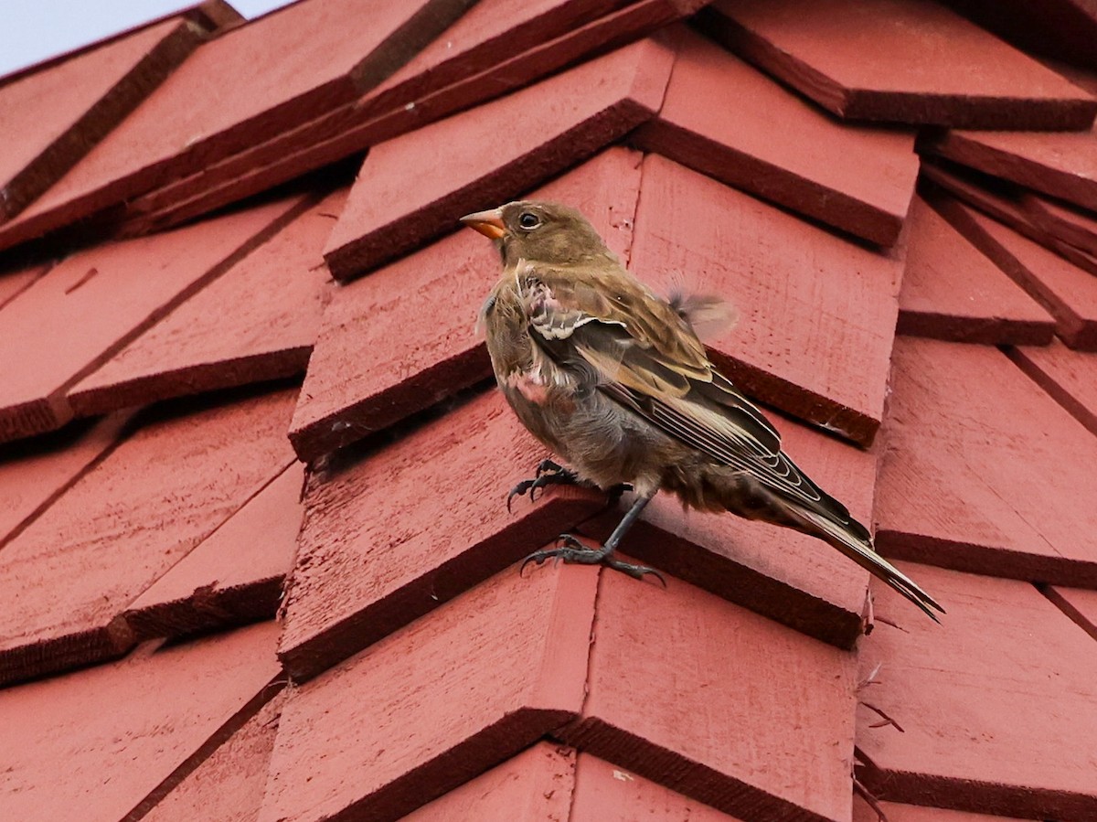 Gray-crowned Rosy-Finch (Aleutian and Kodiak Is.) - ML642764552