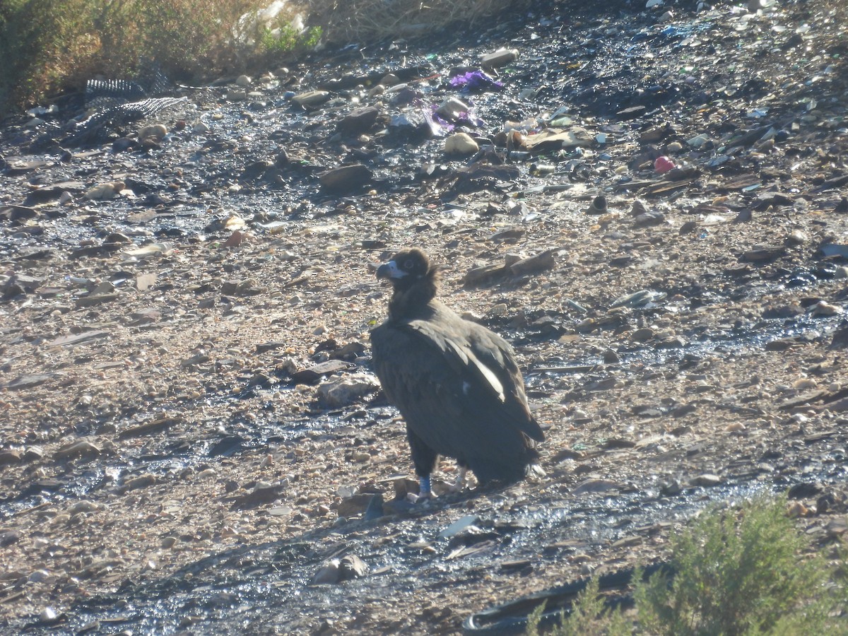 Cinereous Vulture - ML642764555