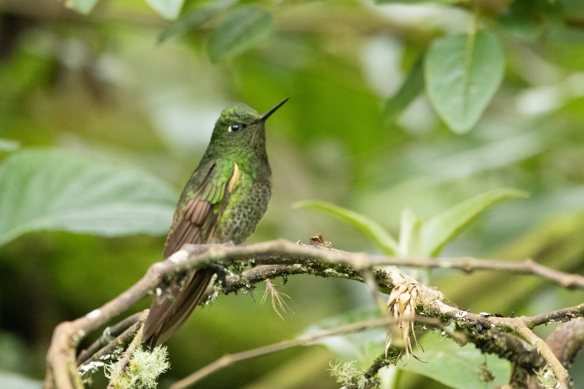 Buff-tailed Coronet - ML642764566