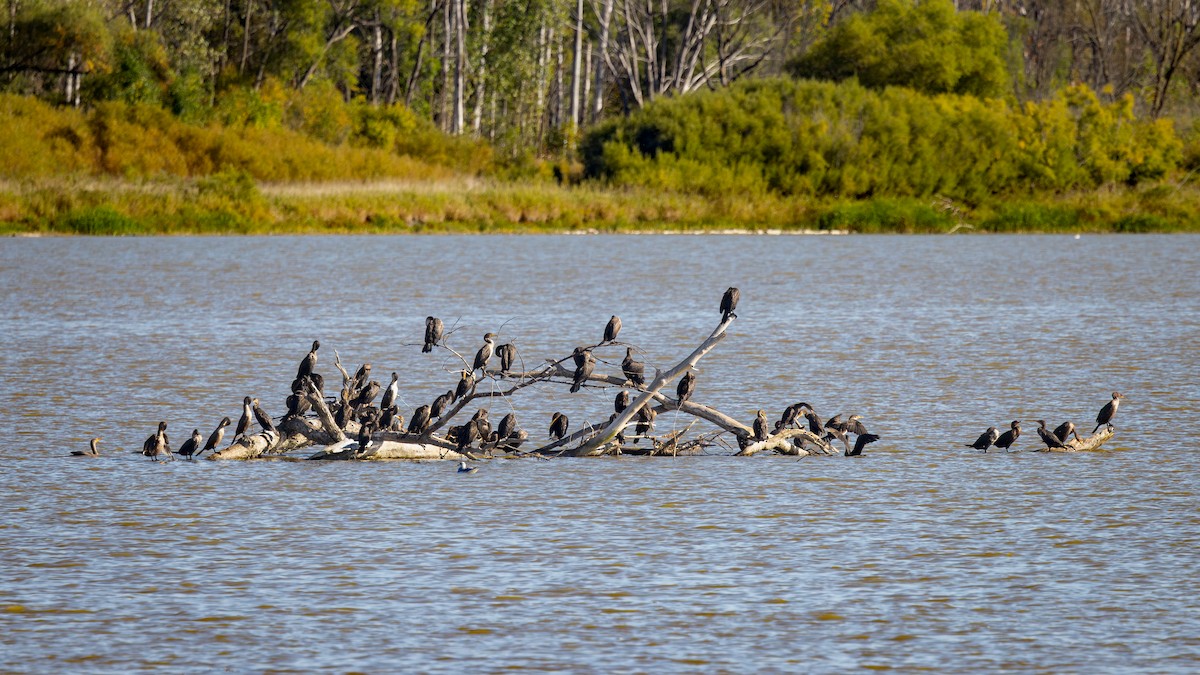Cormoran à aigrettes - ML642764571
