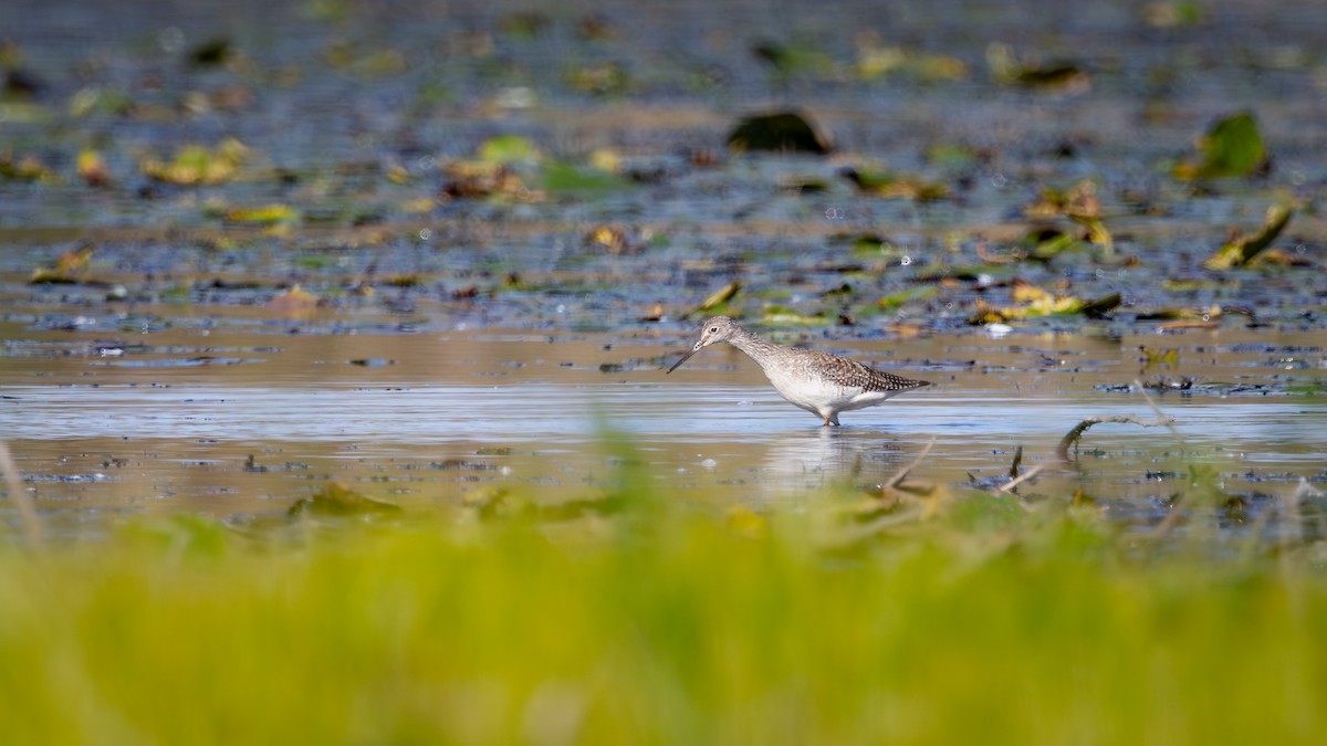 Greater Yellowlegs - ML642764579
