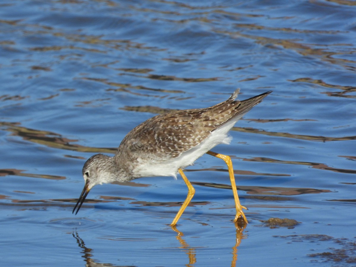 Lesser Yellowlegs - ML642764603
