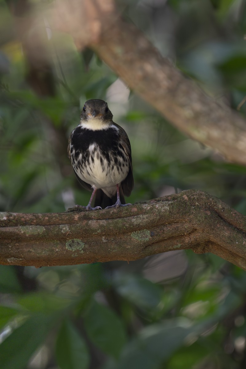 Southern Antpipit - ML642764614