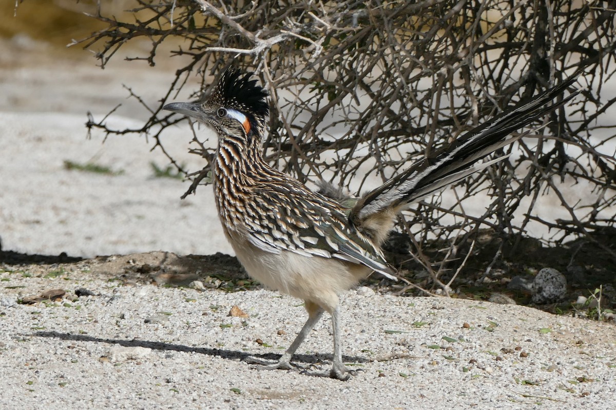 Greater Roadrunner - ML642764616
