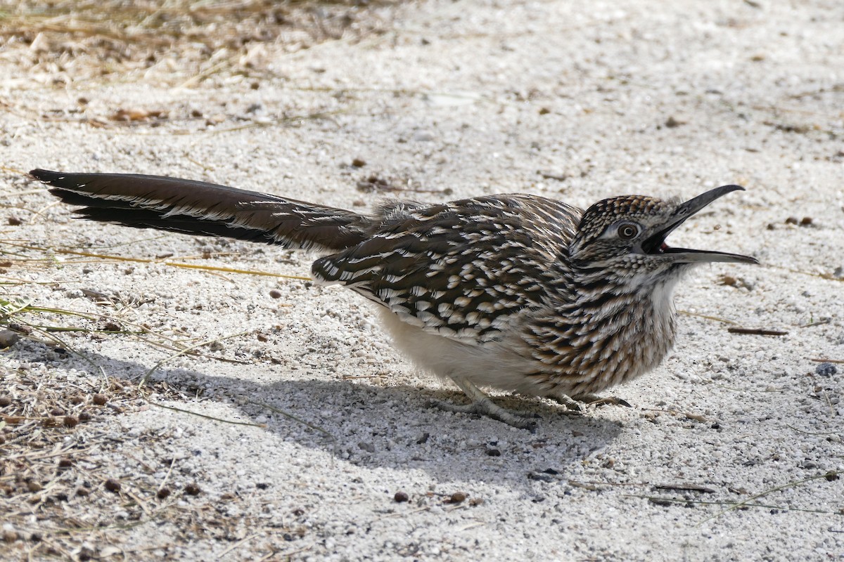 Greater Roadrunner - ML642764617