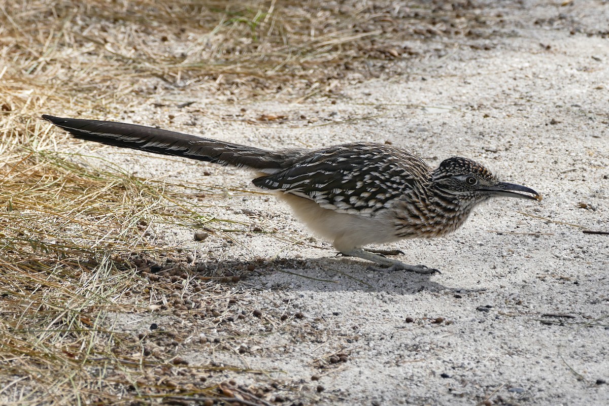 Greater Roadrunner - ML642764619