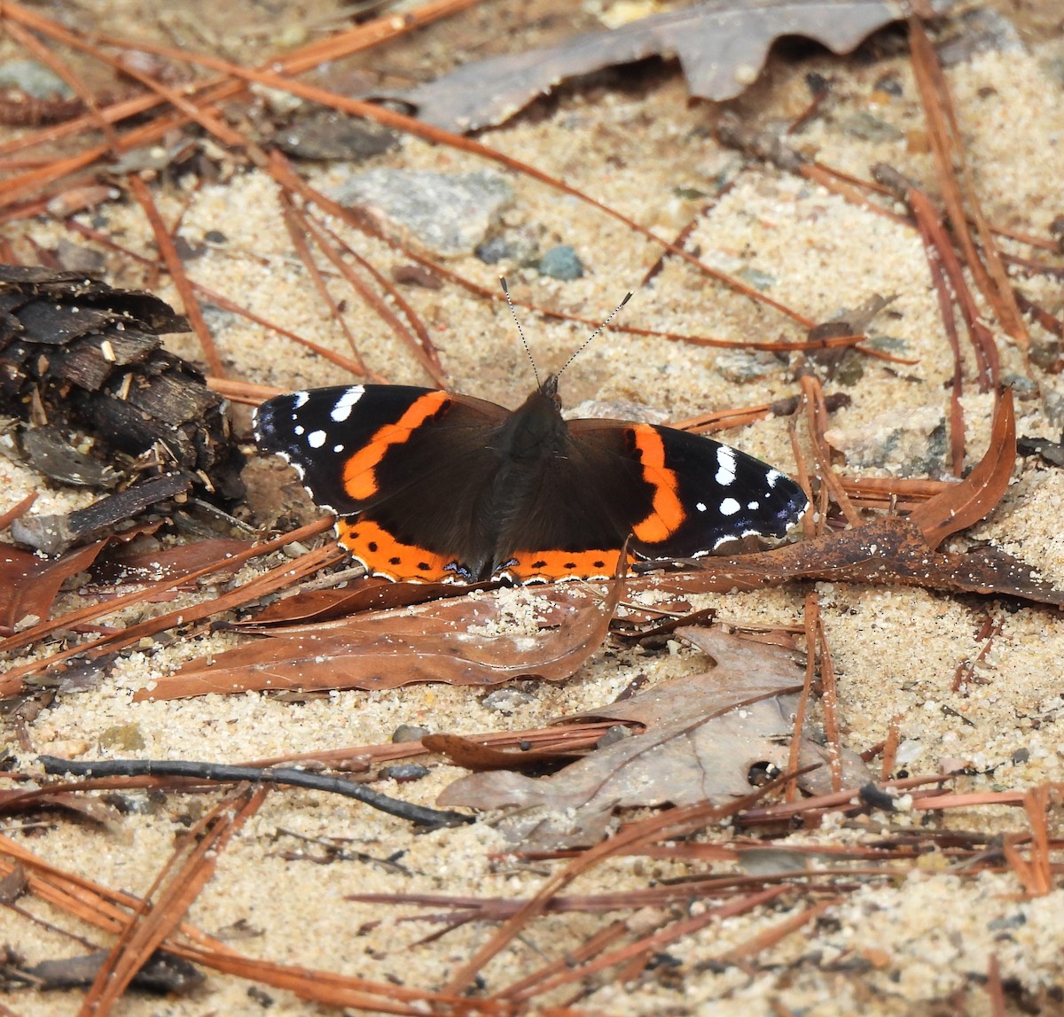 Red Admiral - ML642764621