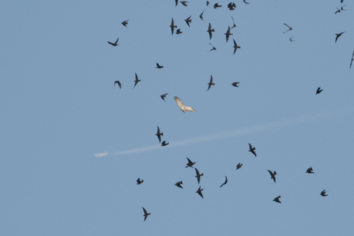 Морин харцага - ML642764623