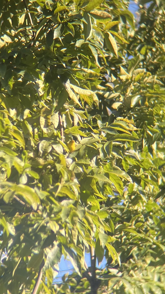 Wilson's Warbler - ML642764640