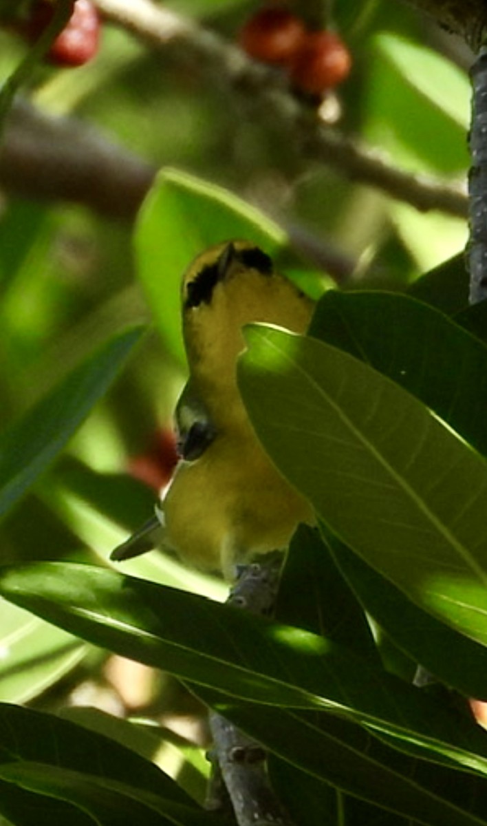 Blue-winged Warbler - ML642764641