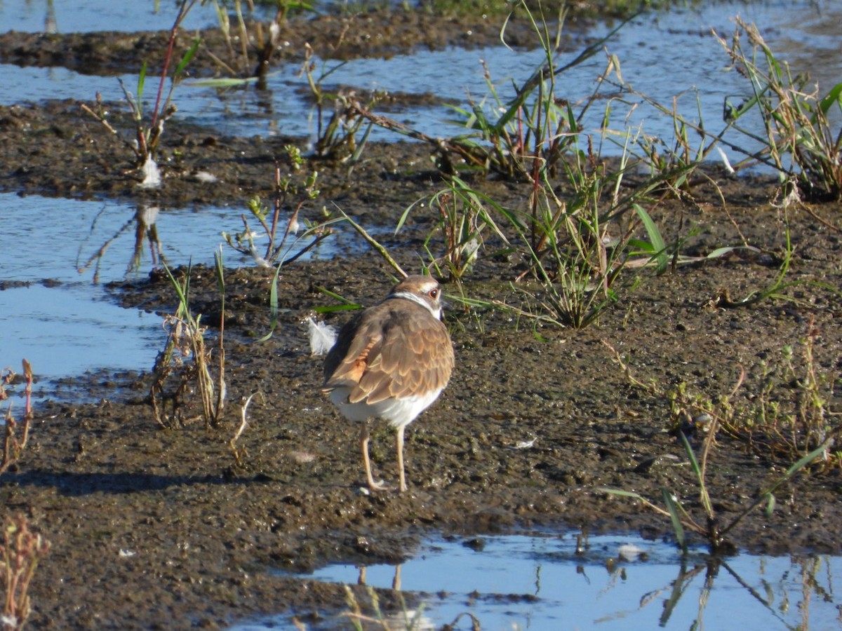 Killdeer - ML642764666