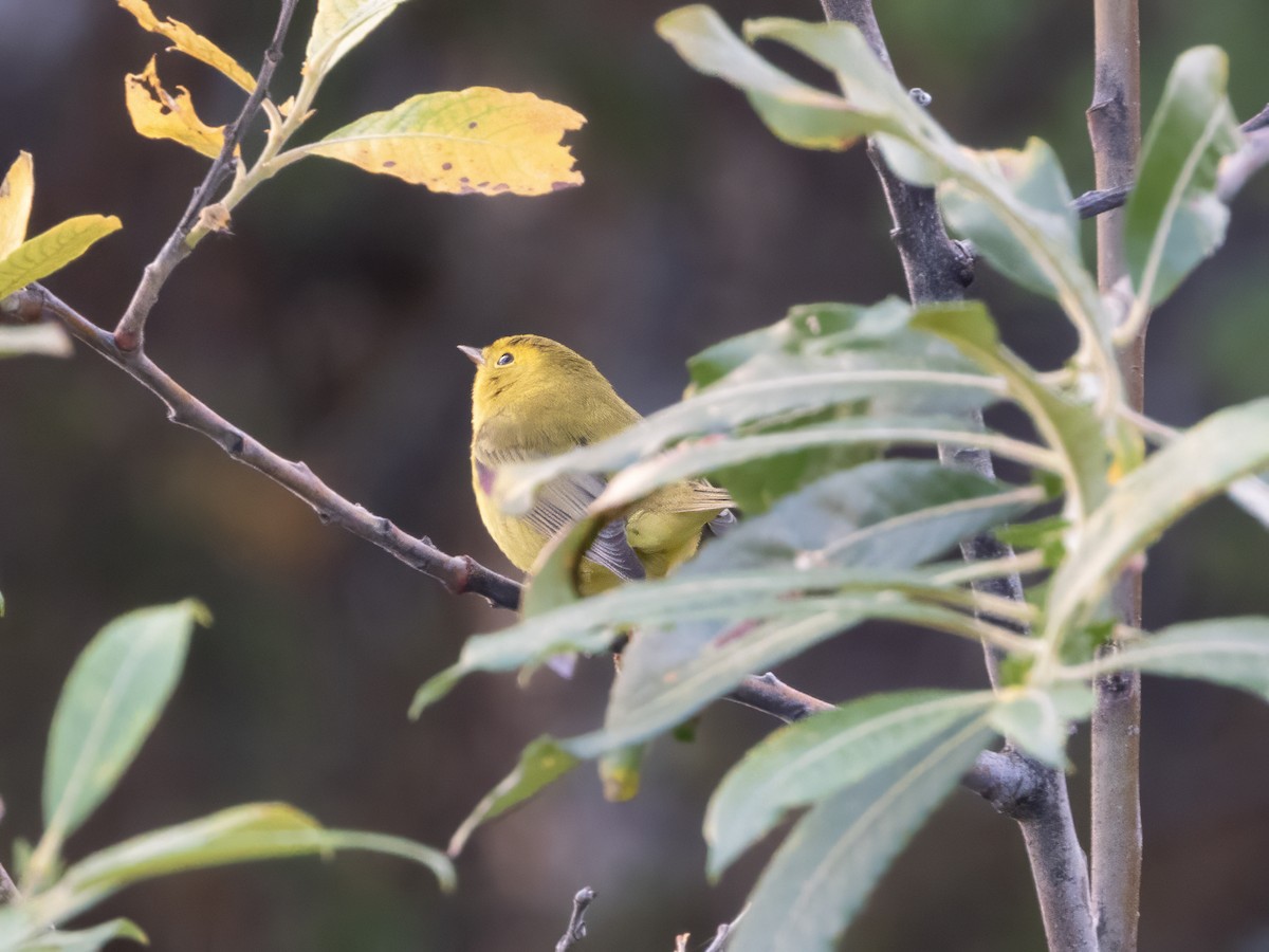 Wilson's Warbler - ML642764668