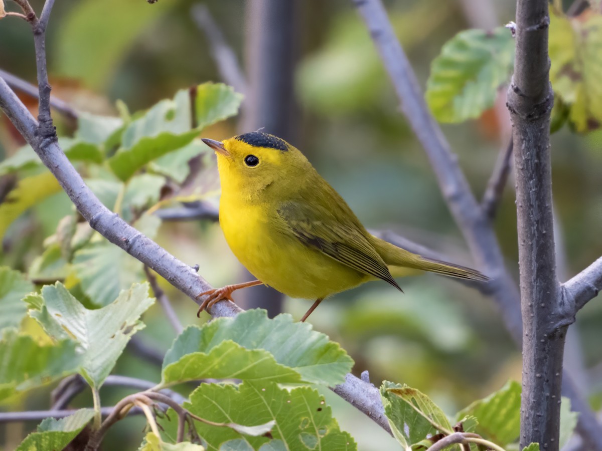Wilson's Warbler - ML642764670