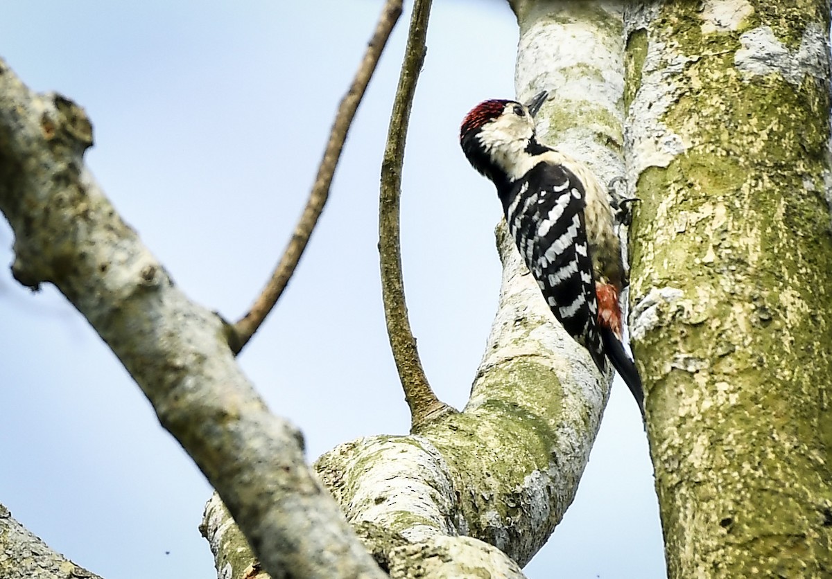 Fulvous-breasted Woodpecker - ML642764690