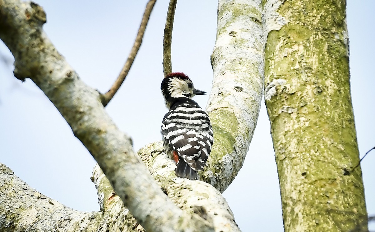 Fulvous-breasted Woodpecker - ML642764691